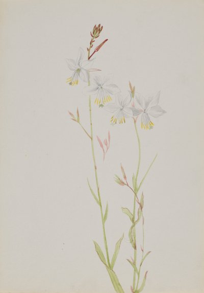 無題--花の習作, n.d. 作： Mary Vaux Walcott