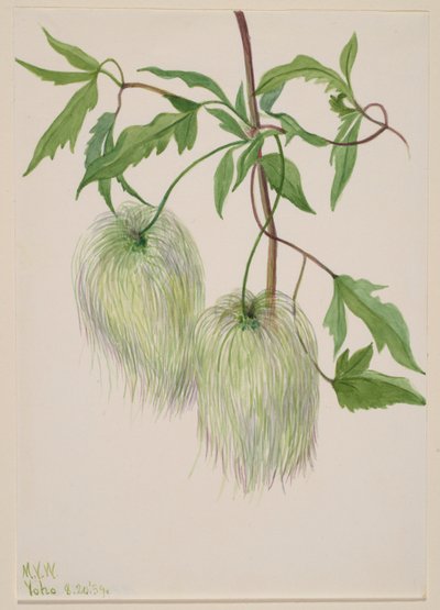 無題--植物習作 作： Mary Vaux Walcott