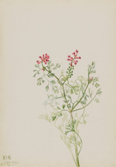 無題--植物習作 作： Mary Vaux Walcott