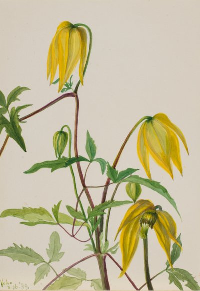 無題--植物習作 作： Mary Vaux Walcott