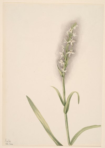 無題--植物習作 作： Mary Vaux Walcott