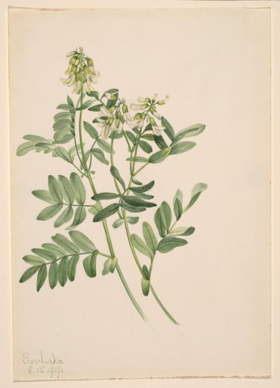 無題--植物習作 作： Mary Vaux Walcott