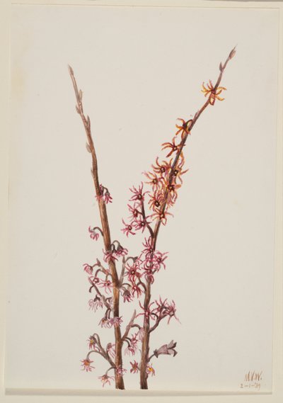 無題--植物習作 作： Mary Vaux Walcott