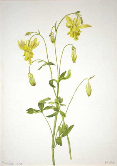 無題--プラント・スタディ、1904年 作： Mary Vaux Walcott