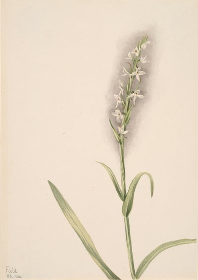 無題 -- 植物研究、1904 年。 作： Mary Vaux Walcott