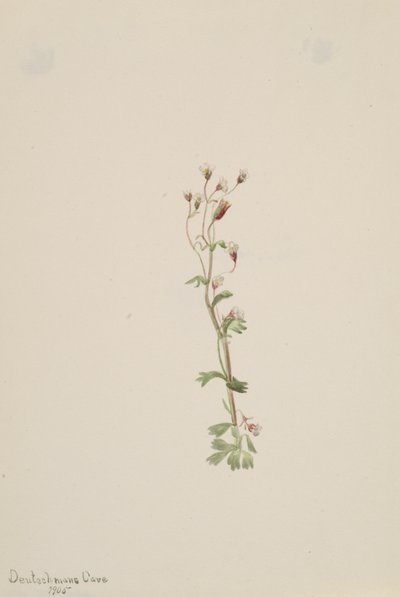 無題 -- 植物研究、1905 年。 作： Mary Vaux Walcott