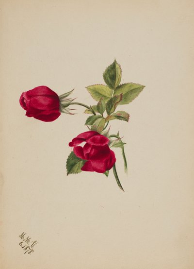 無題--薔薇, 1878. 作： Mary Vaux Walcott