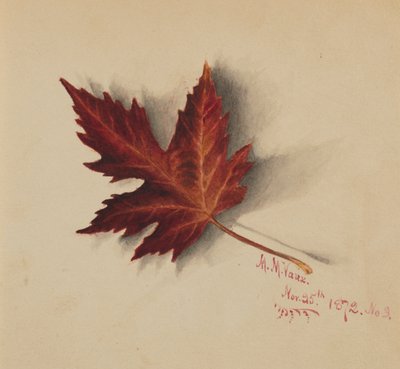 無題（紅葉） 作： Mary Vaux Walcott