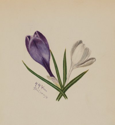 無題（クロッカス） 作： Mary Vaux Walcott