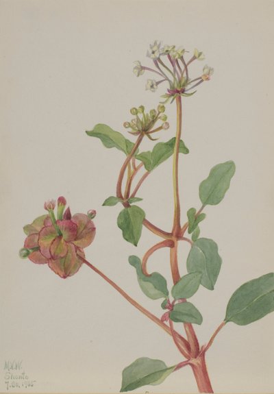無題 (Tripterocalyx pedunculatus) 作： Mary Vaux Walcott