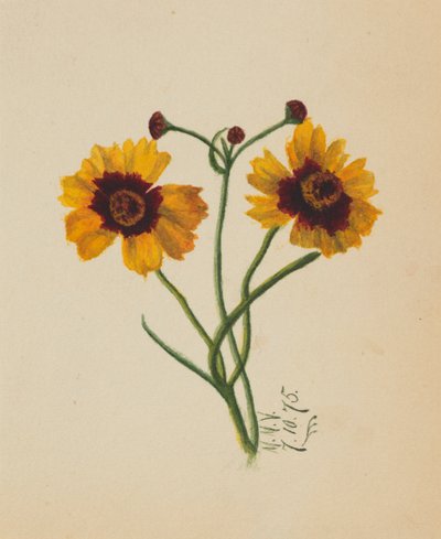 無題」1875年 作： Mary Vaux Walcott