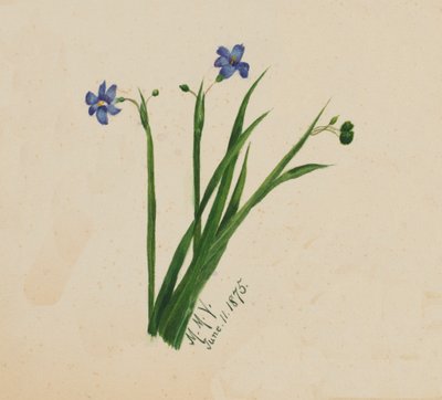 無題、1875年。 作： Mary Vaux Walcott