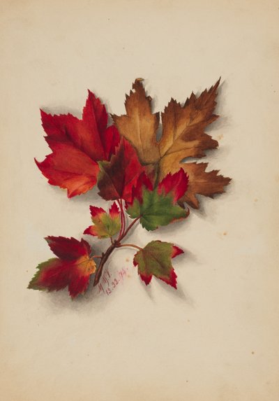 無題の秋の葉」1874年 作： Mary Vaux Walcott