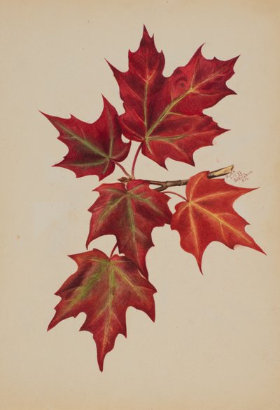 無題の秋の葉」1877年 作： Mary Vaux Walcott