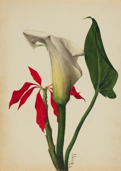 無題 Calla Lily, 1877年 作： Mary Vaux Walcott