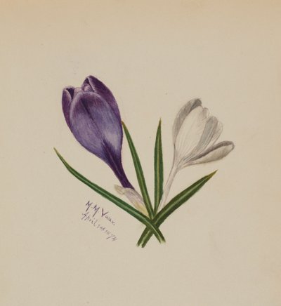 無題のクロッカス」1874年 作： Mary Vaux Walcott