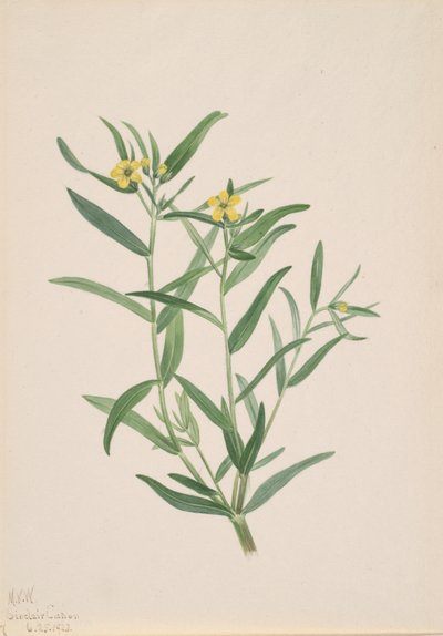 無題の花の研究、1923年。 作： Mary Vaux Walcott