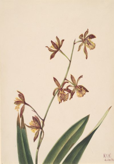 無題の花の研究、1924年。 作： Mary Vaux Walcott
