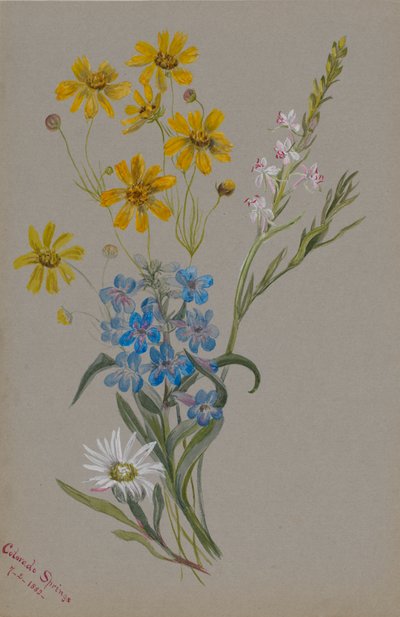 無題、花の群れ、1883年。 作： Mary Vaux Walcott