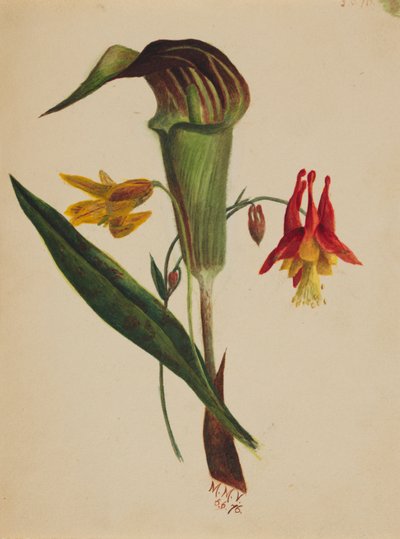 無題 「説教壇のジャック」 1876年 作： Mary Vaux Walcott