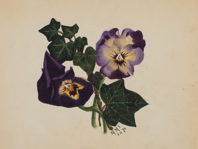 無題のパンジーとアイビー、1876 年。 作： Mary Vaux Walcott