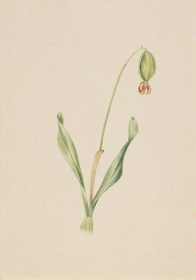 無題の植物図鑑 1930年代前半頃 作： Mary Vaux Walcott