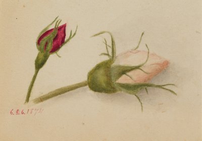 無題のバラの花」1874年 作： Mary Vaux Walcott