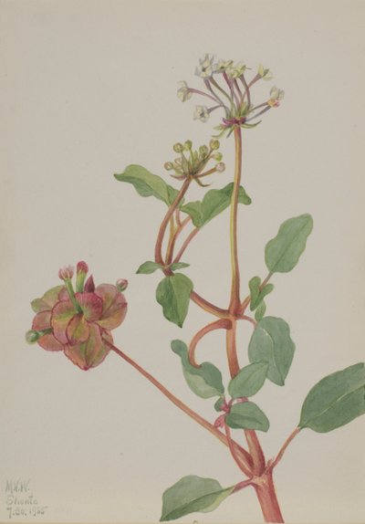 無題 Tripterocalyx pedunculatus, 1935. 作： Mary Vaux Walcott