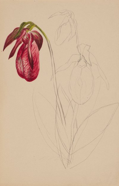無題の未完のスケッチ、nd 作： Mary Vaux Walcott