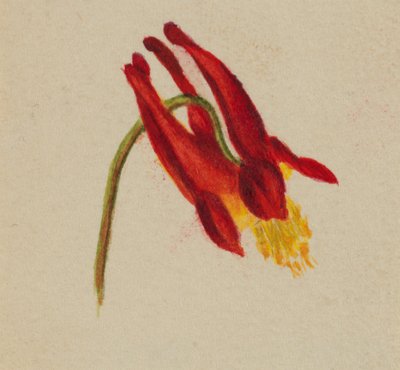 無題、1874年頃。 作： Mary Vaux Walcott