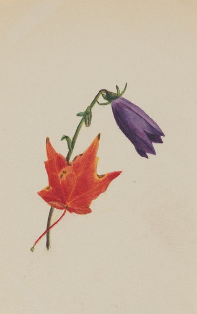 無題、1876年頃。 作： Mary Vaux Walcott