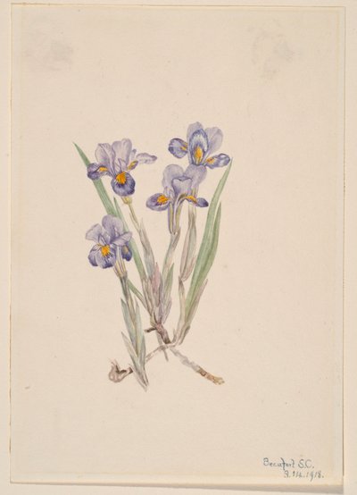 ヴァーナル・アイリス (Iris verna) 作： Mary Vaux Walcott