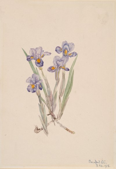 ヴァーナル・アイリス Iris verna, 1918. 作： Mary Vaux Walcott