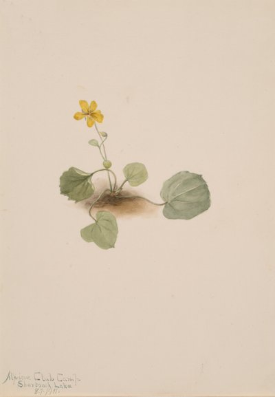 スミレ、1911年。 作： Mary Vaux Walcott