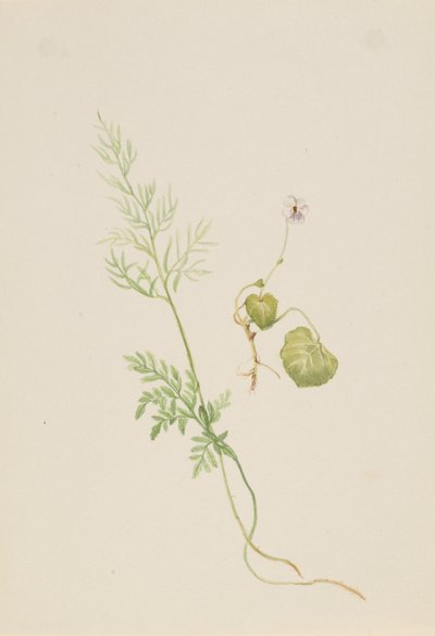 Viola palustris, ca.1917-1918. 作： Mary Vaux Walcott