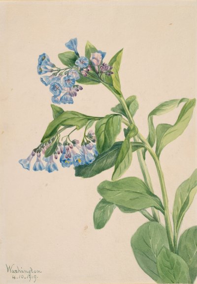 バージニア ブルーベル マーテンシア バージニカ、1919 年。 作： Mary Vaux Walcott