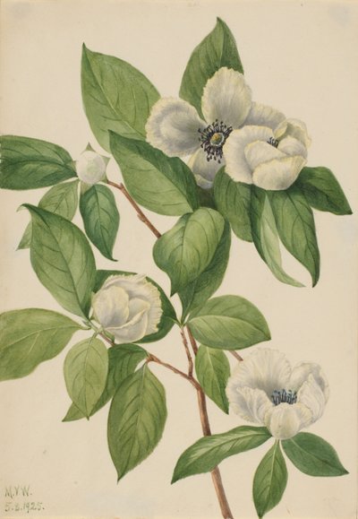バージニア・スチュワーティア（Stewartia malachodendron） 作： Mary Vaux Walcott