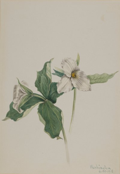ウェイクロビン（Trillium grandiflorum） 作： Mary Vaux Walcott