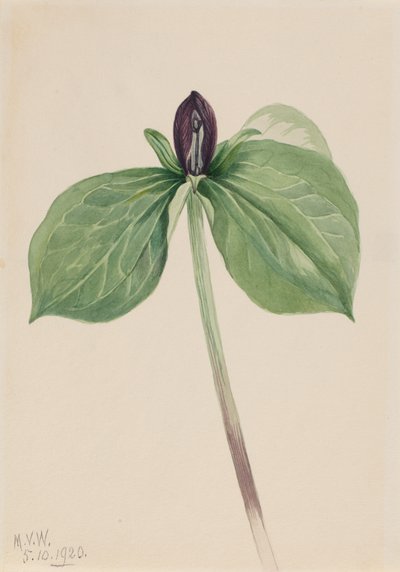 Wak-Robin Trillium sessile, 1920. 作： Mary Vaux Walcott