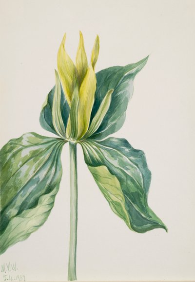 Wak-Robin Trillium underwoodii, 1937. 作： Mary Vaux Walcott