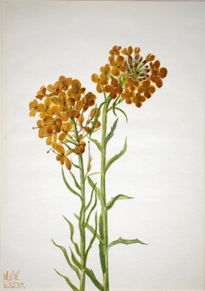 ウォールフラワー Erysimum wheeleri、1937年。 作： Mary Vaux Walcott