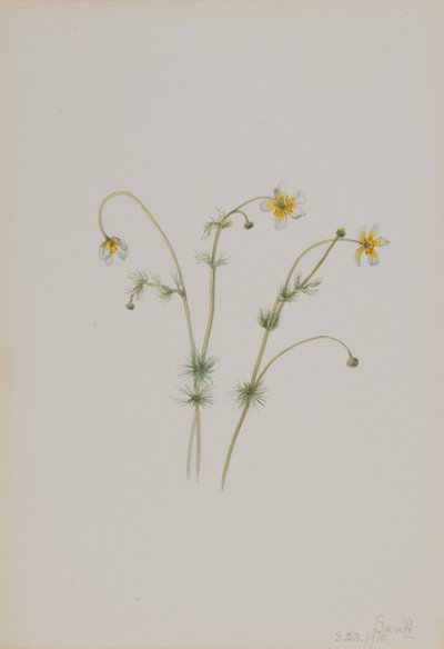 ウォーター・クロウフット（Batrachium trichophyllum） 作： メアリーヴォーウォルコット