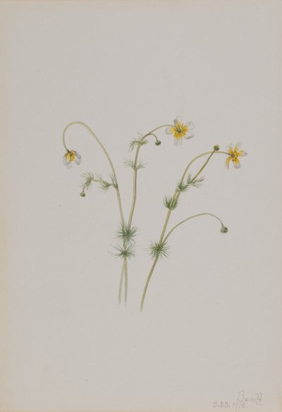 ウォータークロウフット Batrachium trichophyllum, 1918. 作： Mary Vaux Walcott