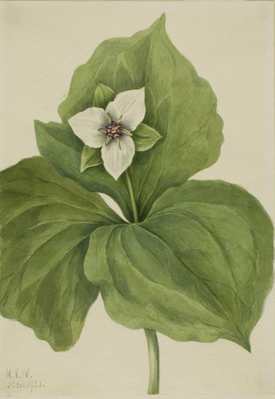 ワックス・トリリウム Trillium album, 1921. 作： Mary Vaux Walcott