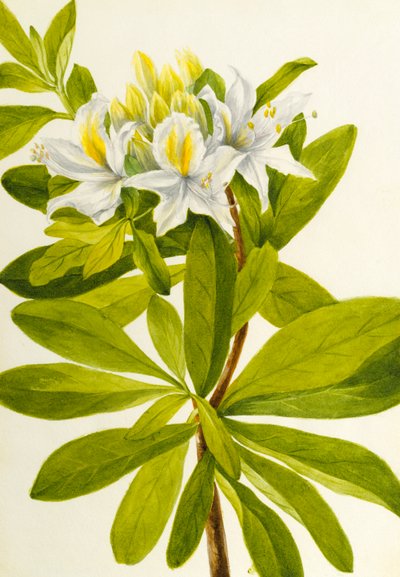 西洋ツツジ Rhododendron, n.d. 作： Mary Vaux Walcott