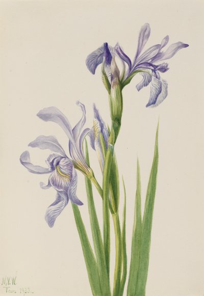 西洋の青い旗 Iris missouriensis, 1933. 作： Mary Vaux Walcott