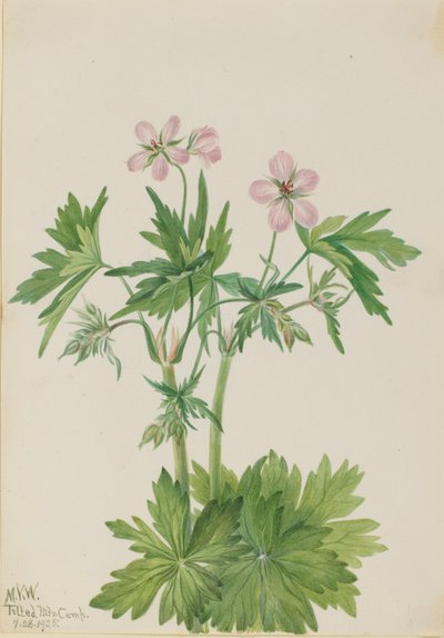 セイヨウフウロ（Geranium viscosissimum） 作： Mary Vaux Walcott
