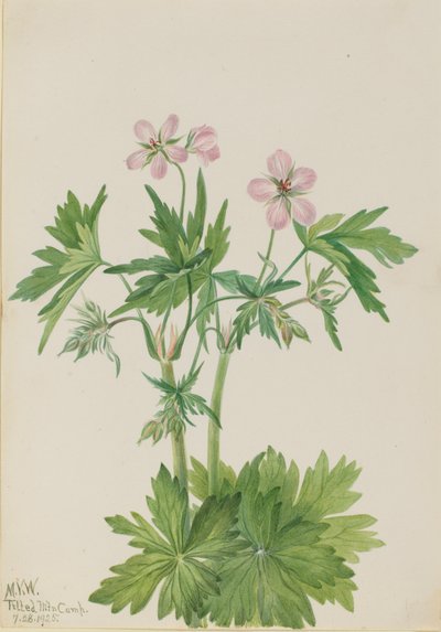 ウェスタン・クレーンズビル Geranium viscosissimum, 1925. 作： Mary Vaux Walcott