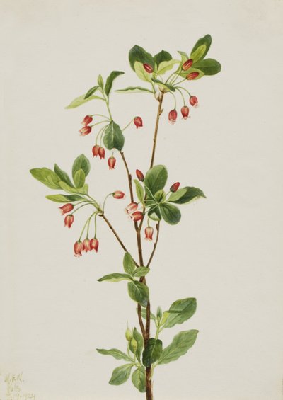 Western Menziesia Menziesia glabella, 1924. 作： Mary Vaux Walcott