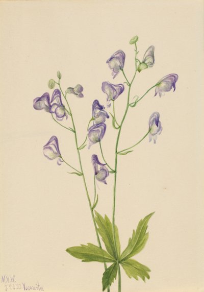Western Monkshood Aconitum columbianum, 1933. 作： Mary Vaux Walcott